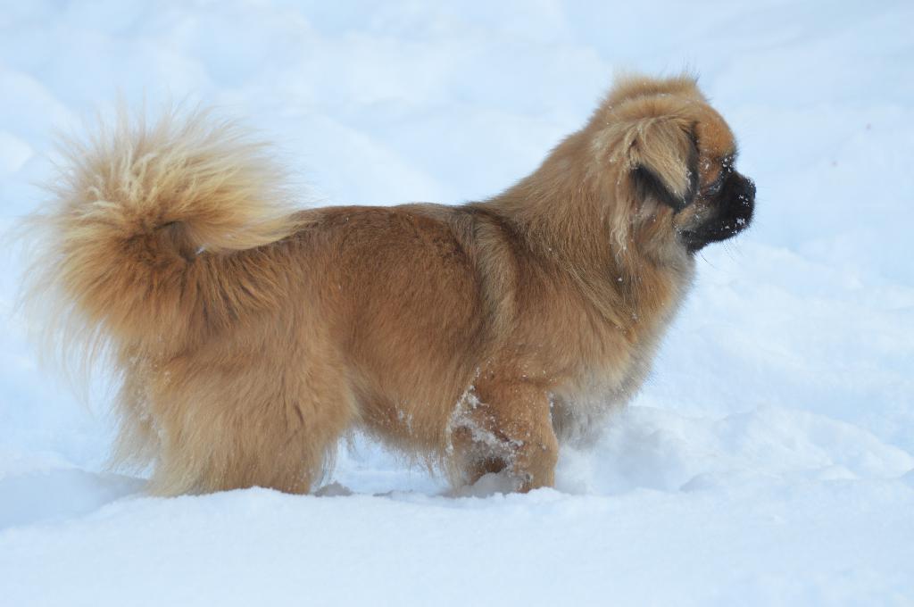 Épagneul Tibétain du Fond Touyen