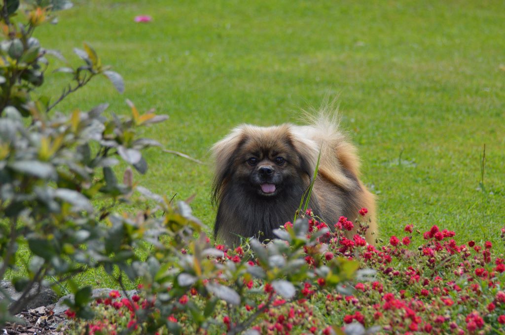 Jetsan Des Collines de Sagnes