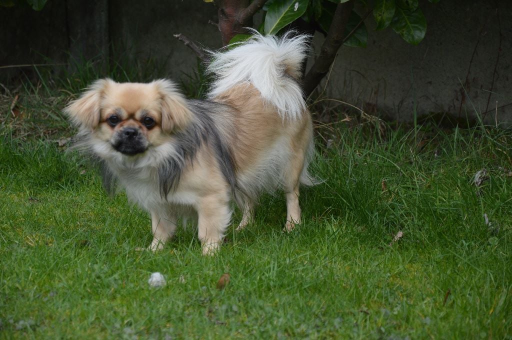 Penden Du Fond Touyen